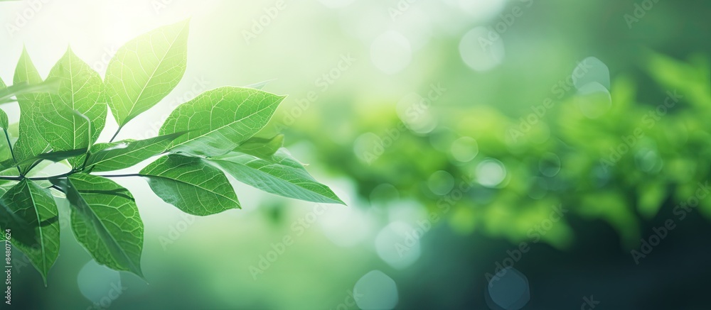 Aufkleber Green leaf with white bokeh abstract for bacground use. Creative banner. Copyspace image