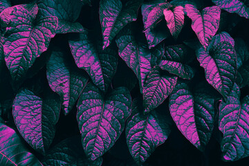 leaf texture background, glow in the dark color toned