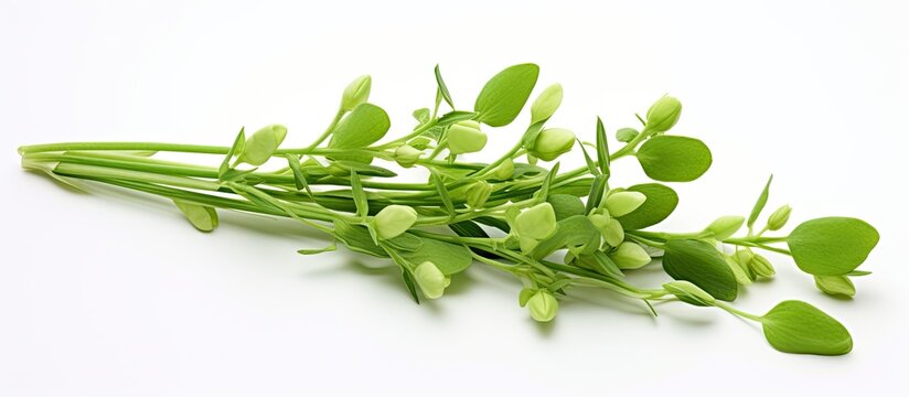 A bunch of green grass pea Lathyrus sativus also known as grass pea or chickling vetch on white background. Creative banner. Copyspace image