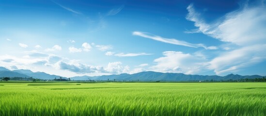 Summer rice fields and the sky. Creative banner. Copyspace image