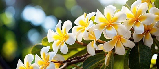 Fototapeta premium White and yellow plumeria flowers on a tree. Creative banner. Copyspace image