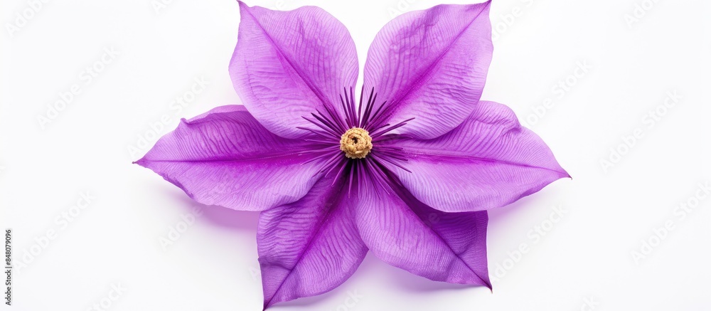 Poster flower purple clematis isolated on white background floral pattern object flat lay top view. creativ