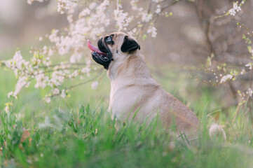 A cute pug dog sitting in the tall grass near a flowering tree. Side view.