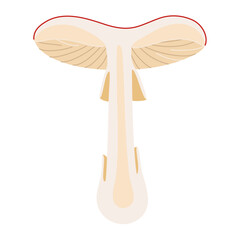 Fly agaric mushroom in section, red poison mushroom. Hand drawn half a Amanita muscaria. Hallucinogenic, psychedelic forest mushroom. Trendy flat style magic fungus isolated. Vector illustration