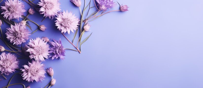 Flat lay with natural flowers of cornflower on violet background Spring summer holiday card postcard invitation Minimal floral composition Top view nature aesthetic fon with blooms for greetings