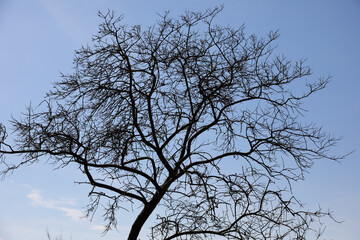 The top of the leafless tree against a blue sunny sky