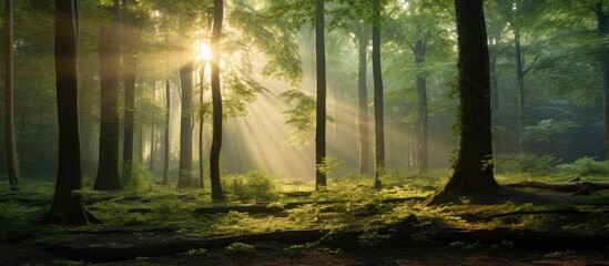 Fototapeta premium Sunlight between trees in the forest. Creative banner. Copyspace image