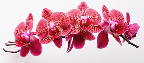 Red vanda orchid flower isolated on white background. Creative banner. Copyspace image