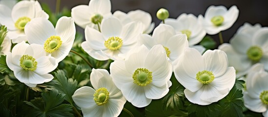 Close up of white japanese anemone flowers Anemone x hybrida. Creative banner. Copyspace image