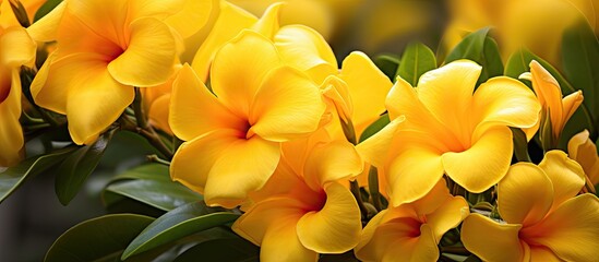 Blooming yellow allamanda flowers Blur background. Creative banner. Copyspace image