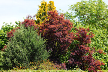 A variety of trees and shrubs create a colorful summer landscape