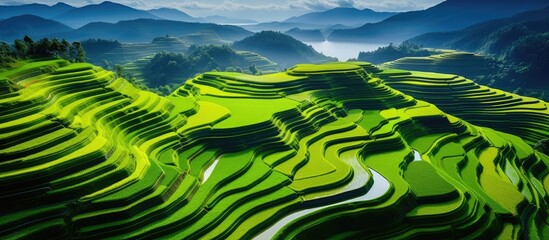 above view of paddy rice field terraces. Creative banner. Copyspace image