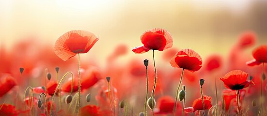 Fototapeta premium Red poppy flowers field close up early in the morning. Creative banner. Copyspace image