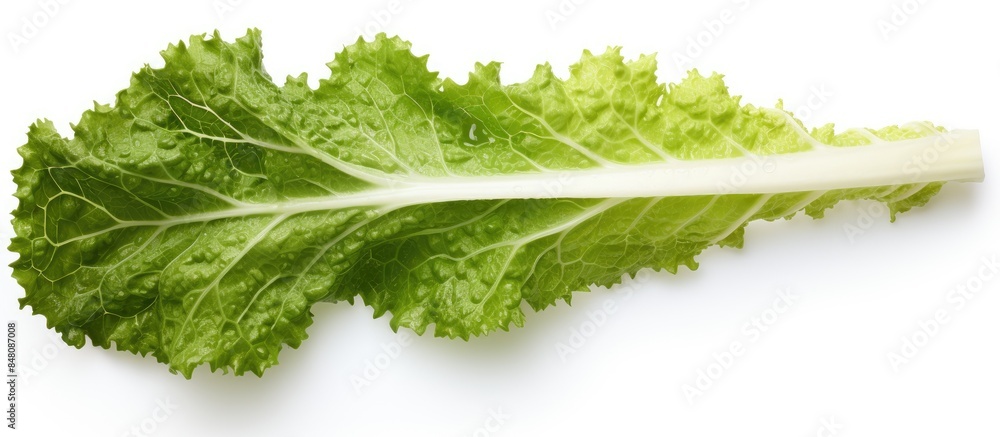 Poster horseradish leaf isolated on white background shadowless clipping paths top view. creative banner. c