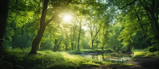 Sun beams in clear day in the green forest. Creative banner. Copyspace image