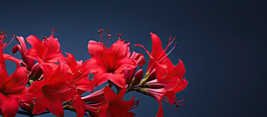 Photo of bright red Quesnelia flowers. Creative banner. Copyspace image