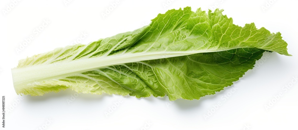 Poster horseradish leaf isolated on white background shadowless clipping paths top view. creative banner. c