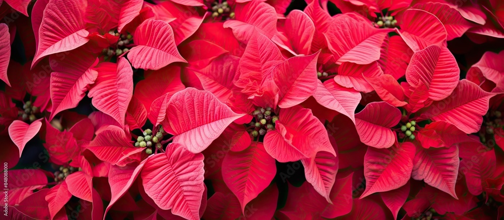 Wall mural pink and red poinsettia flowers euphorbia pulcherrima christmas plant. creative banner. copyspace im