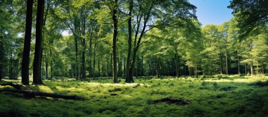 Obraz premium Ground view of nature environment tree forest with trees and blue sky in background concept of outdoor natural beautiful wood place. Creative banner. Copyspace image