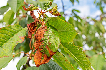 disease of leaves and trunks of fruit trees, aphids and their control. Garden care and diseases.