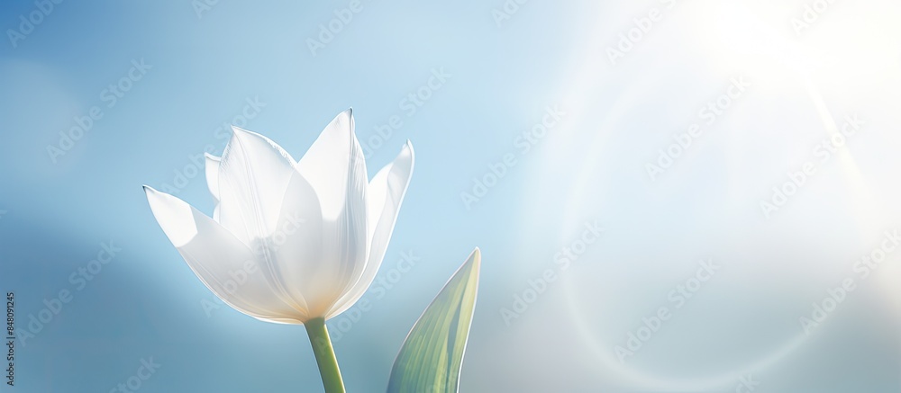 Aufkleber a macro shot of a white tulip under the sunlight. creative banner. copyspace image