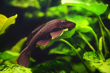 The Black Orinoco Pleco (Hypostomus soniae) or plecostomus cleaner catfish 