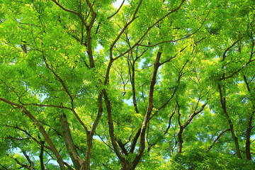 新緑の緑の葉