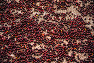 Coffee Plantation, Quindio, Colombia