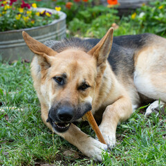 A German Shepherd Dog Gnawing on a Bone in a garden