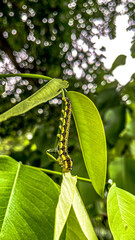 small green caterpillar feeding.
