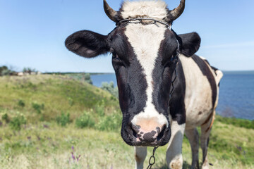 A black and white cow grazes in a meadow on the bank of a river. Close-up.