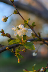 white apple blossom close up