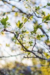 cherry blossom branch close up