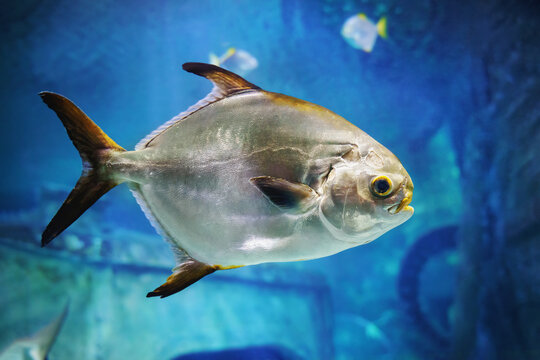 The snubnose dart or pompano (trachinotus blochii) commercial food fish