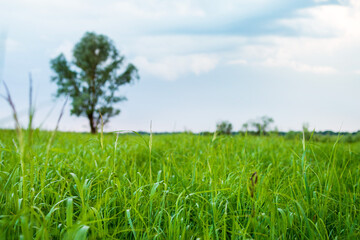 Summer evening landscape with bright cloudy blue sky, green field and lonely tree on the horizon