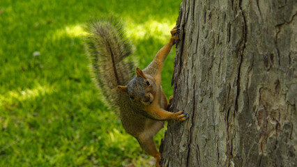 Squirrel on a tree trunk