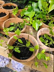 The beautiful garden flowers