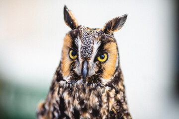 Great Horned Owl