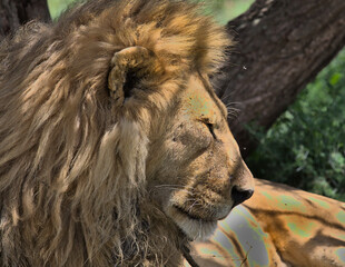 portrait of male lion head with luscious mane and eyes closed resting peacefully under the shade of a tree in the wild serengeti national park, tanzania © Nirav Shah