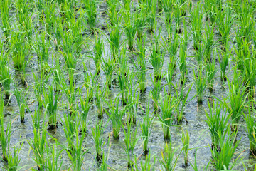 Flood water waterlogged lichen in the rice fields. Fertile wet land in Agriculture filed,...