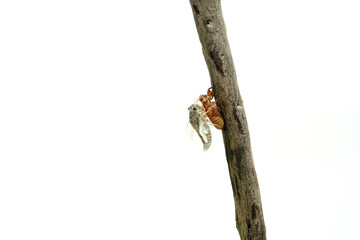 Cicadidae on a white background.