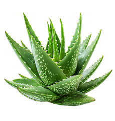 Alovera on transparent isolated background