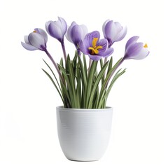 A Crocus in a white pot, no shadow, isolated on white background