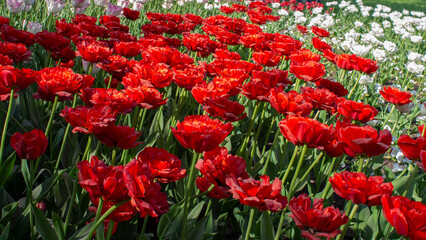 Spring blooming of tulips. Red peony-shaped tulips in the park.