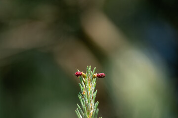 Scots pine and its young shoot.