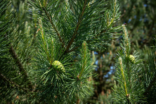 Scots pine and its green cones on a branch.