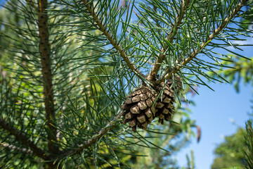Scots pine and its open cones on a branch.