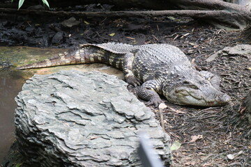 Crocodiles in zoos are amphibians.