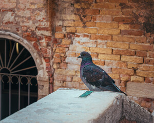 Scenes from Venice, Italy