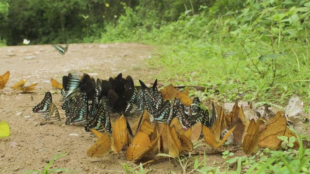 Group of butterflies on the ground and flying in nature. Butterflies swarm eats minerals at Ban Krang Camp, Kaeng Krachan National Park at Thailand.